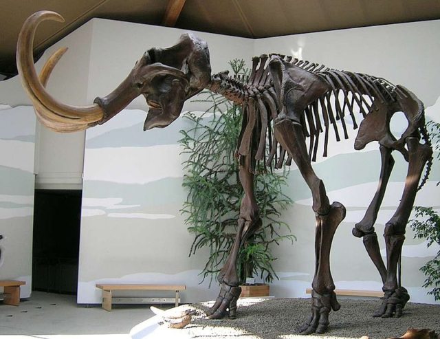 mammoth skeleton