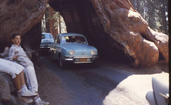 The Wawona Tunnel Tree, September 1962