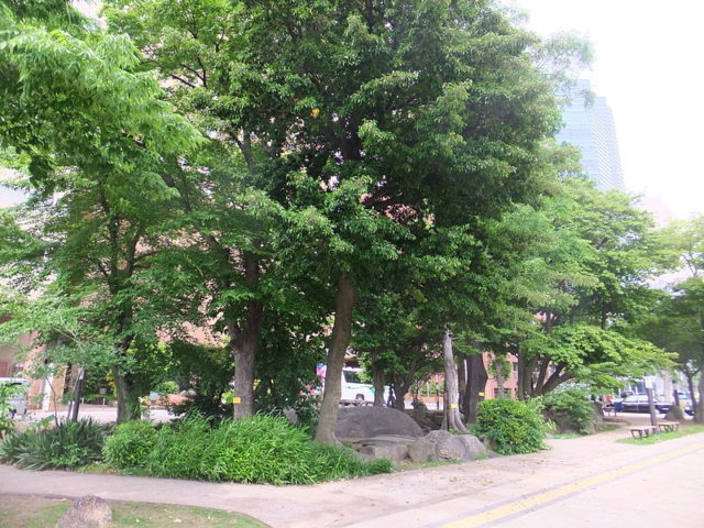 Approximately 170 trees that grew in Hiroshima in 2011 had actually been there prior to the bombing. Photo Credit