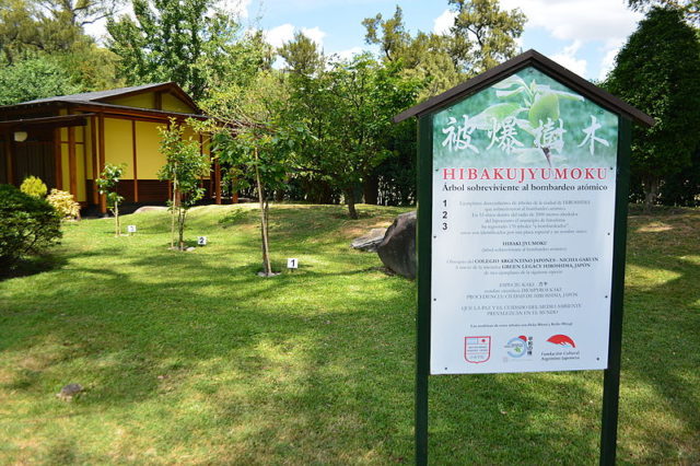 Each bears a name plate reading Hibakujumoku (survivor tree). Photo Credit