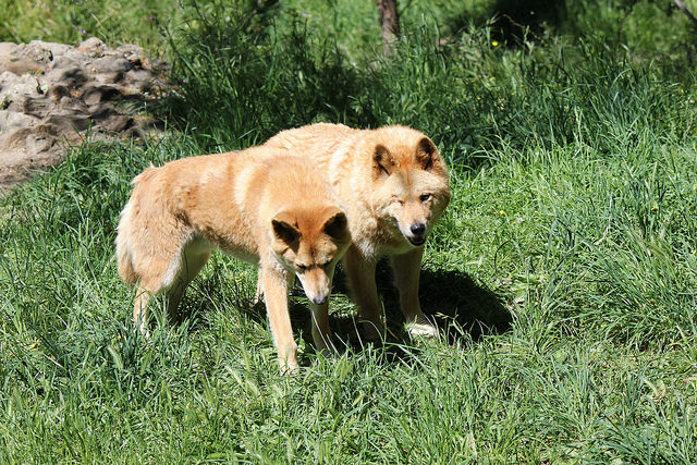 Even though it is not a native animal, the dingo has been a part of the Australian ecosystem for 3,000 to 4,000 years. Photo Credit
