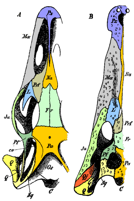  Jugal bone labelled Ju, in pale green, at centre left 