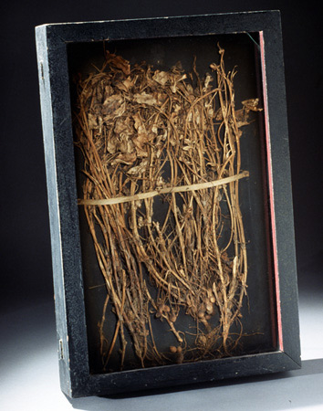 George Washington Carver-peanut specimen. Complete mounted peanut plant collected by Carver. Tuskgee Institute National Historic Site, TUIN 1811. 