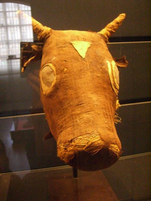 Head of a mummy of an Apis bull from the Serapeum of Saqqara