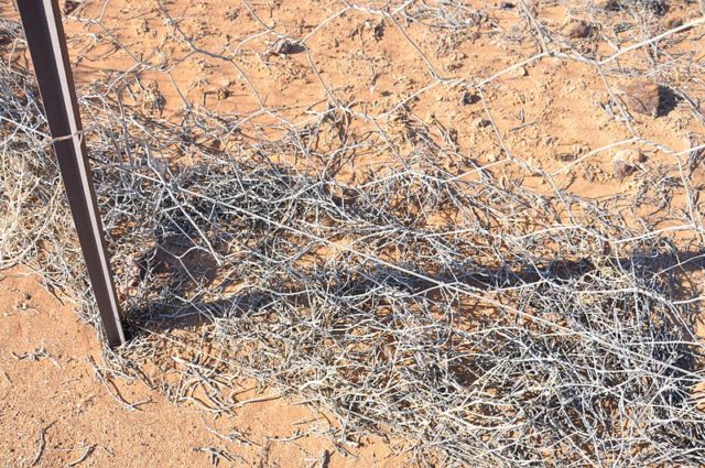 It has been partly successfully over the years, though dingoes can still be found in parts of the southern states. Photo Credit