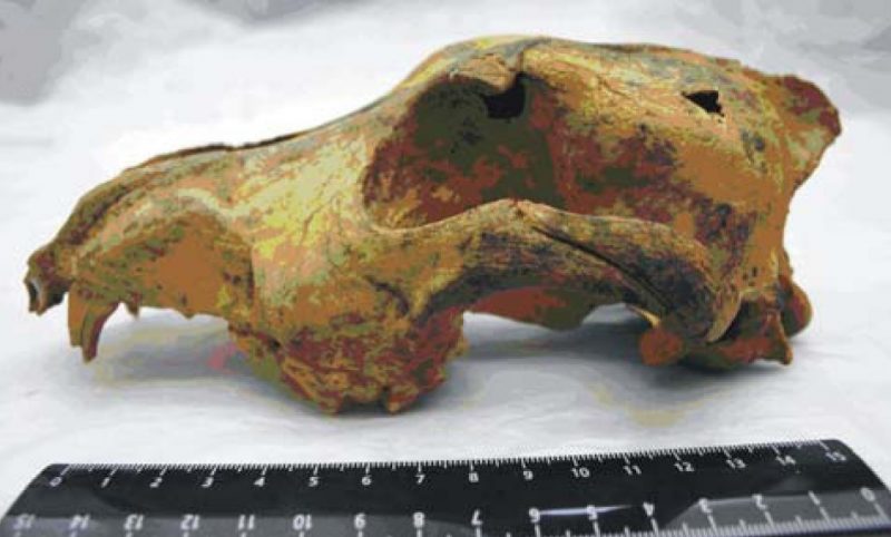 33,000-year-old skull of a dog-like canid found in the Altai Mountains. It has no direct descendants today. Photo Credit