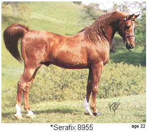 Serafix, bred by Lady Wentworth, foaled 1949, imported to the United States in 1954, was one of the best-known of the "modern Crabbet" stallions, the result of over 60 years of Crabbet breeding. In this photo, he was 22 years old.