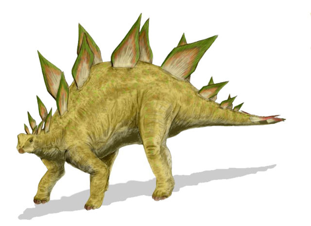 Restoration of S. ungulatus with alternating plate arrangement Photo Credit