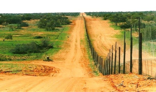 The fence was made to keep Dingos out of south east Australia and particularly to protect the sheep of southern Queensland. Photo Credit