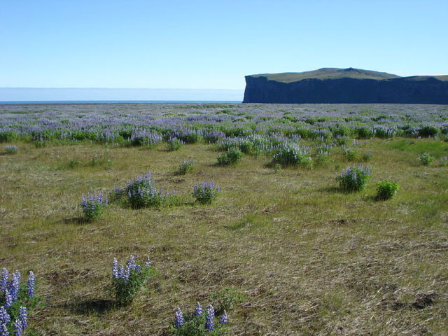 Hjörleifshöfði