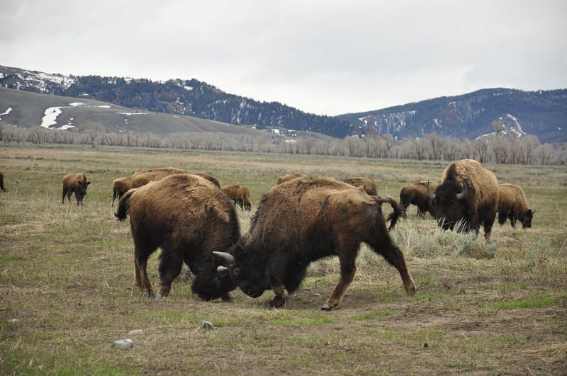 Bison fighting in Grand Teton National Park in Moose, Wyoming. Photo Credit
