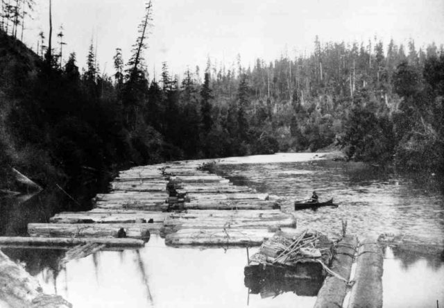 Mendocino Lumber Company woods circa 1870s