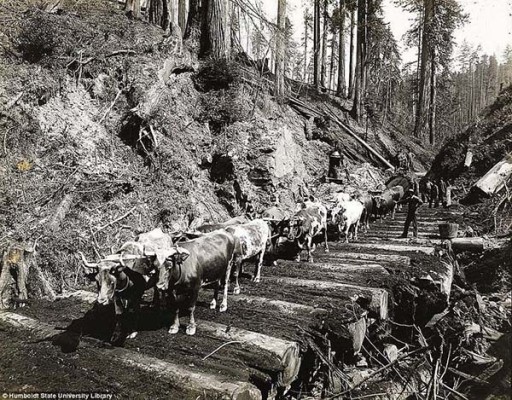  Redwood National and State Parks during the 1915 era 