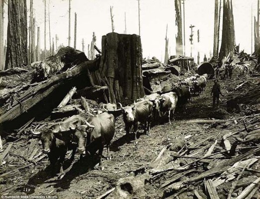  Redwood National and State Parks during the 1915 era 