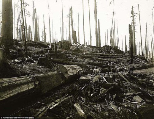  Redwood National and State Parks during the 1915 era 