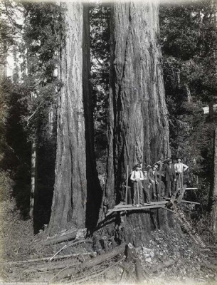  Redwood National and State Parks 