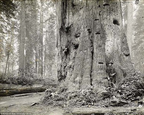 That old-growth redwood forest