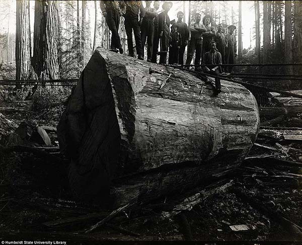 Old-growth redwood forest 