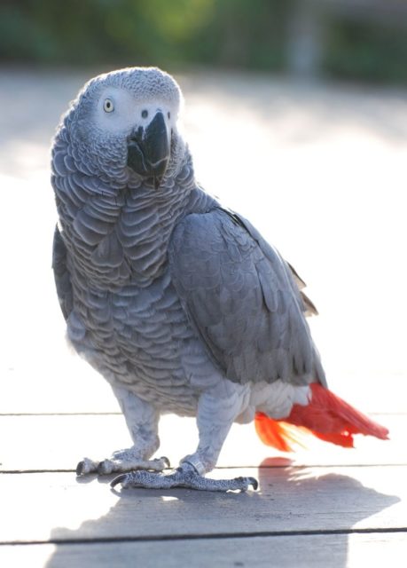 African grey parrot from Gabon. Photo credit
