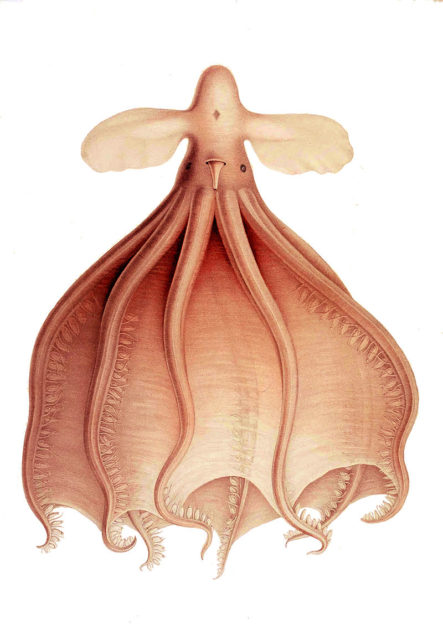 The Cirrothauma murrayi octopus, named after John Murray
