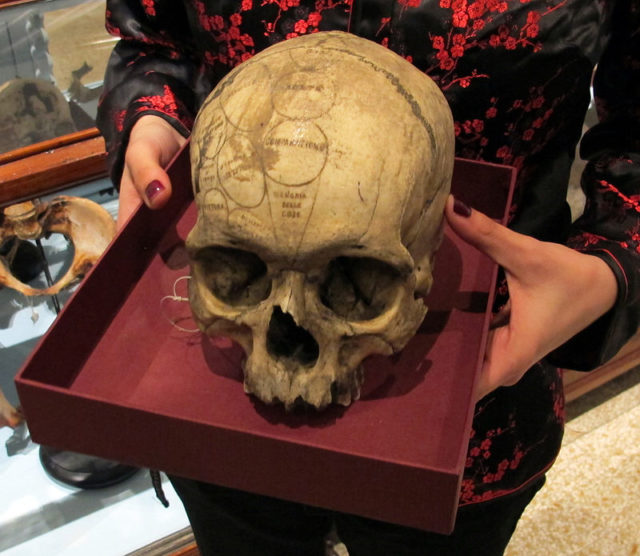Example skull by Lombroso (Natural History Museum Biomedical section, Florence). Photo credit