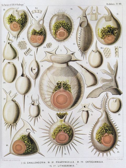 Species panel of Ernst Haeckel with radiolaria of the Challenger expedition