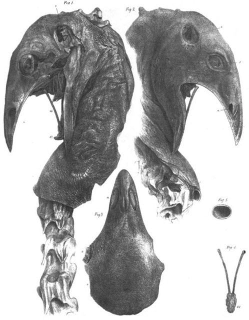 A Megalapteryx didinus head. Photo Credit