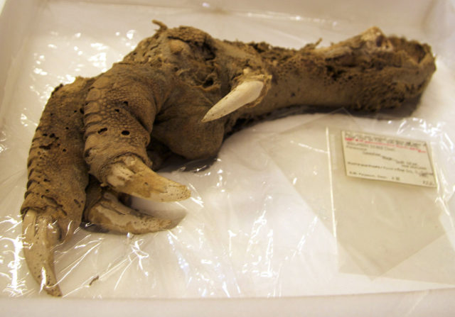 A preserved Megalapteryx foot, Natural History Museum. Photo Credit