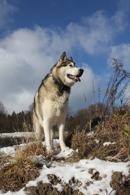 An adult Alaskan-malamute.Photo Credit