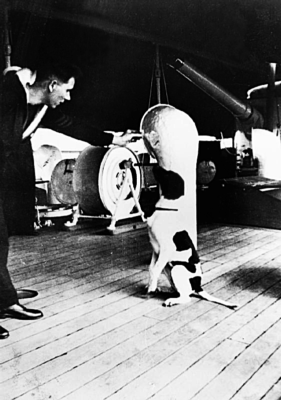 IWM Caption: Judy sits up and listens to a sailor's commands on the deck of HMS GRASSHOPPER