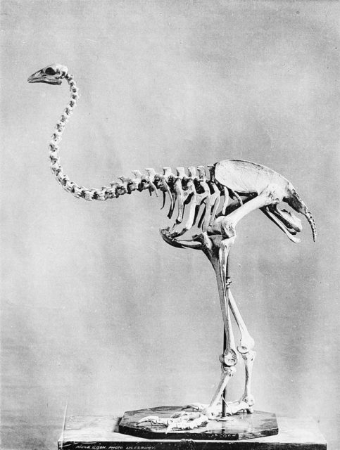 Skeleton of an upland Moa.