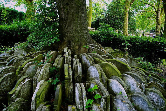 The Hardy Tree. Photo Credit