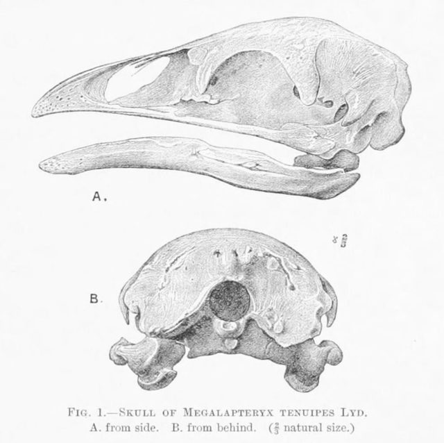 Upland Moa skull. Photo Credit