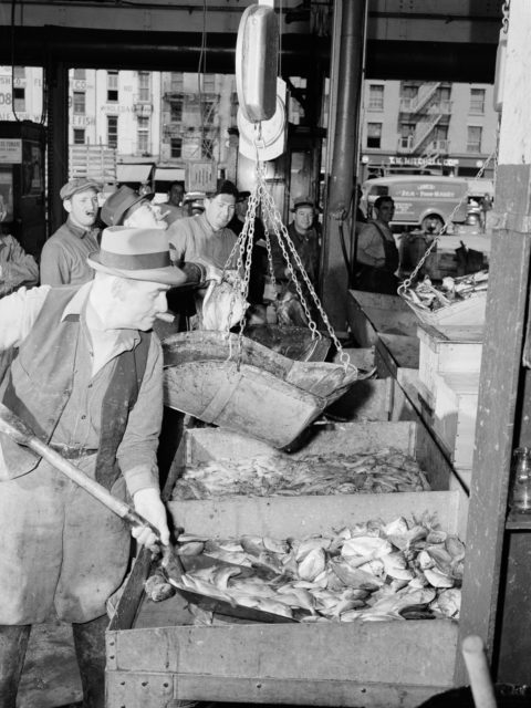 A "hooker" shoveling redfish onto the scales in the Fulton fish market Photo Credit