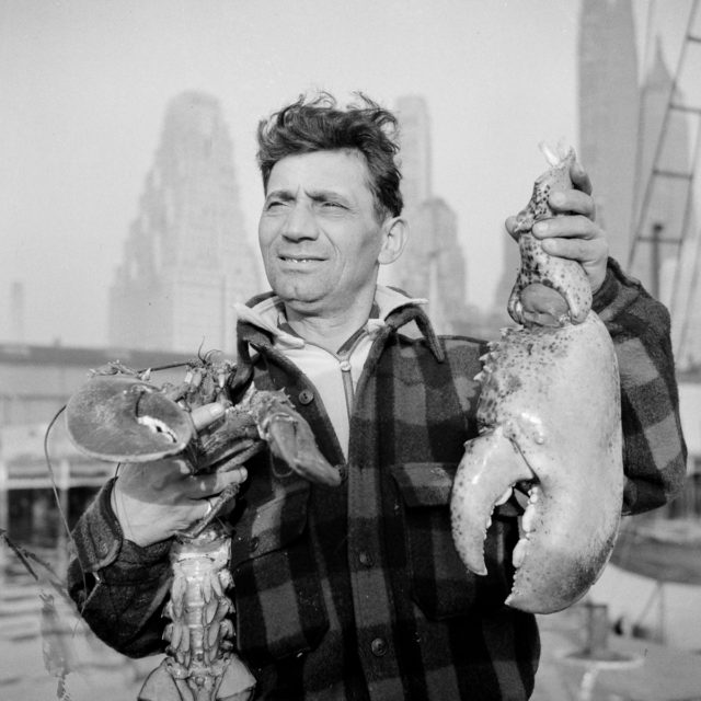 Dock stevedore at the Fulton fish market holding giant lobster claws Photo Credit