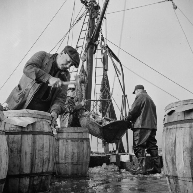 Unloading and packing fish at the Fulton fish market Photo Credit