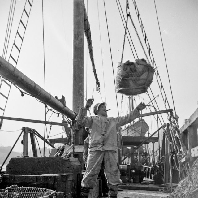 . Dock stevedores at the Fulton fish market sending up baskets of fish from the holds of the boats to the docks where it is bought, stored in barrels and packed in ice for delivery to wholesalers Photo Credit