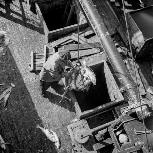  Unloading fish from the hold of a New England fishing boat at the Fulton market Photo Credit