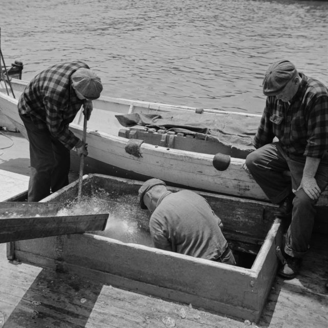 . A large lobster brought in by the New England fishing boat at the Fulton fish market Photo Credit