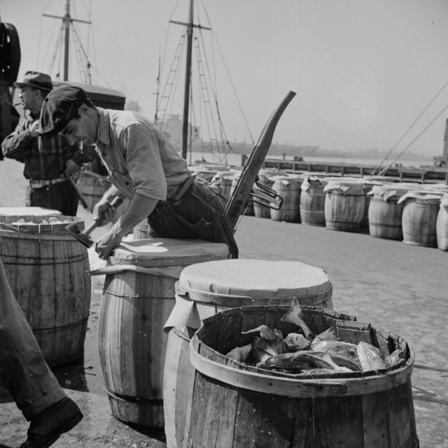 Packing fish in barrels at the Fulton fish market Photo Credit