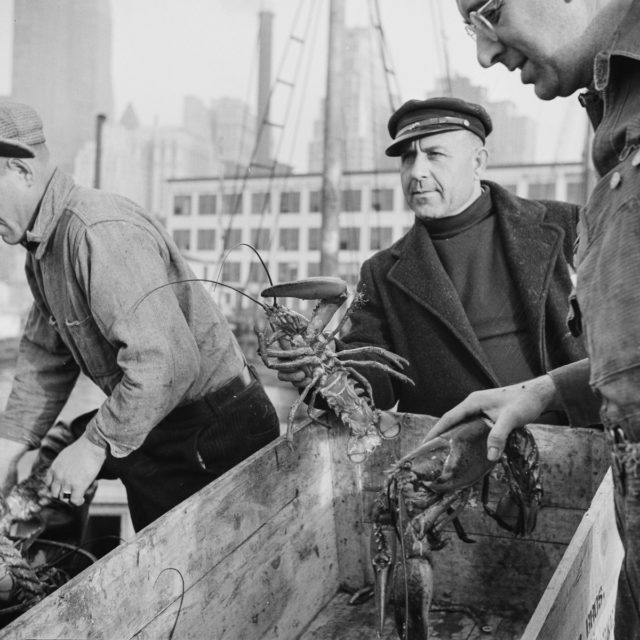  Fulton fish market dock stevedores with lobsters caught in the New England fishing waters Photo Credit