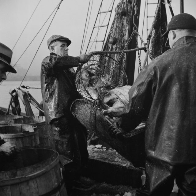 New England fishermen unloading fish at Fulton fish market Photo Credit