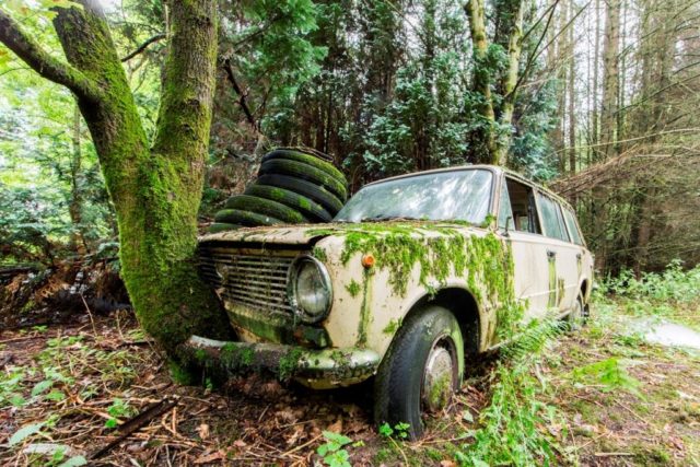 Abandoned car reclaimed by nature