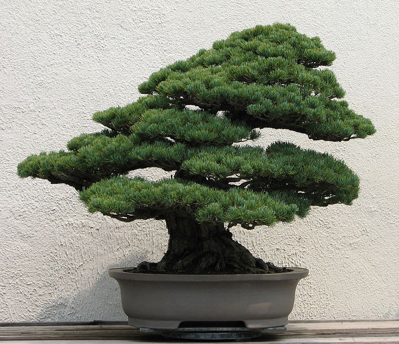 Japanese white pine from the National Bonsai & Penjing Museum at the United States National Arboretum. Photo Credit