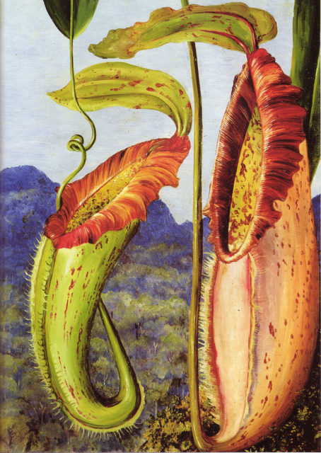 800px-nepenthes_northiana_by_marianne_north