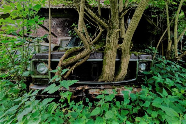 Abandoned vehicle reclaimed by nature