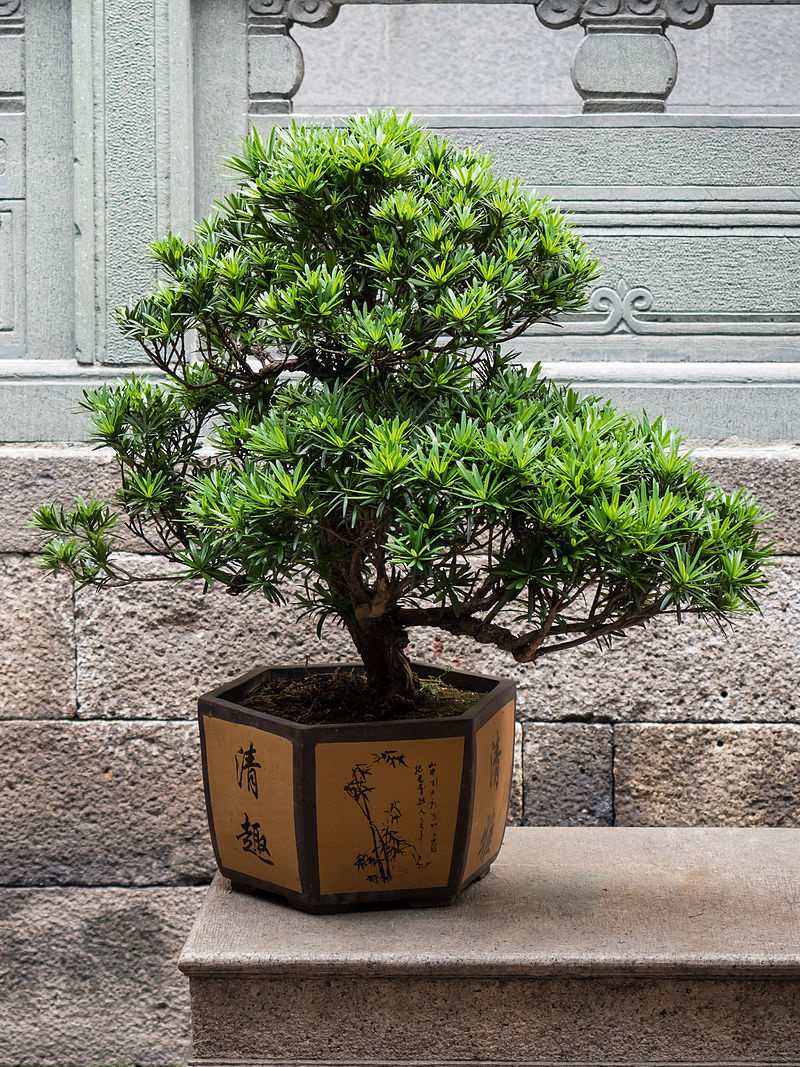 Chinese Penjing specimen with decorated and relatively deep ("bowl"-style) container. Photo Credit