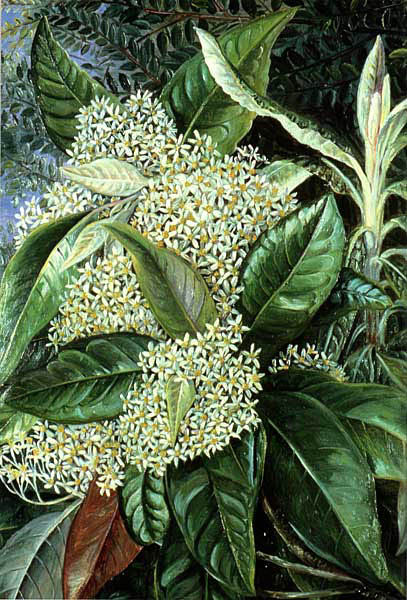 Painted by Marianne North, 1880