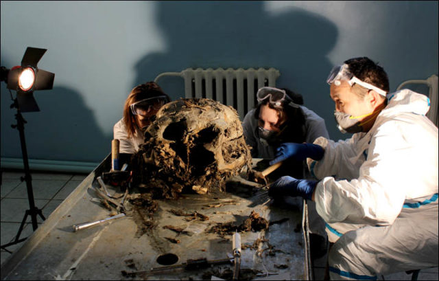 The world wooly mammoth’s brain autopsy Photo Credit