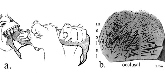 The Journal of Evolution that found striations on teeth Photo Credit